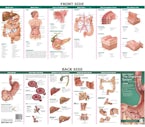 Anatomical Chart Company’s Illustrated Pocket Anatomy: Anatomy & Disorders of The Digestive System Study Guide