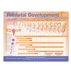 Prenatal Development Anatomical Chart