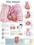 The Heart