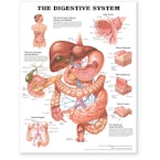 The Digestive System Anatomical Chart