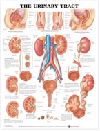 The Urinary Tract Anatomical Chart