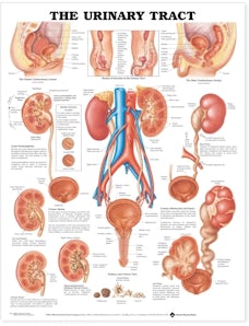 The Urinary Tract Anatomical Chart