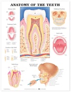 Anatomy of the Teeth Anatomical Chart