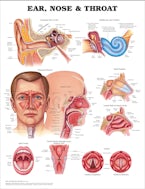 Ear, Nose and Throat Anatomical Chart