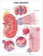 The Kidney Anatomical Chart