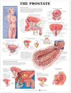The Prostate Anatomical Chart