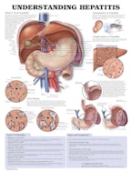 Understanding Hepatitis Anatomical Chart