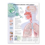 Understanding Influenza